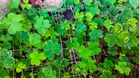 Three and four-leaf clovers, or lucky clovers, in a heart-shaped Stock Photos