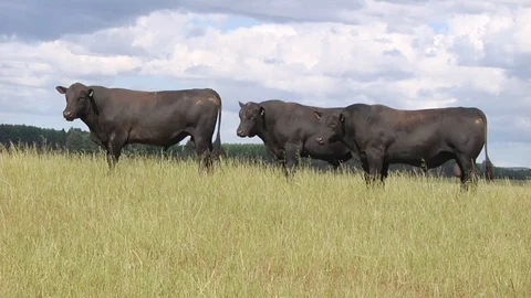 Three Angus bulls Vídeo Stock 100400873