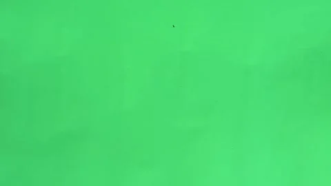 Three ant moving on green screen slow motion Stock Footage 301400873
