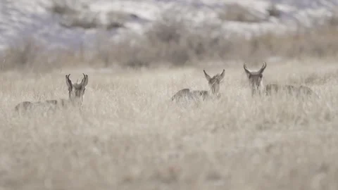 Three antelope laying down hiding in tall grass Stock Footage 310532286