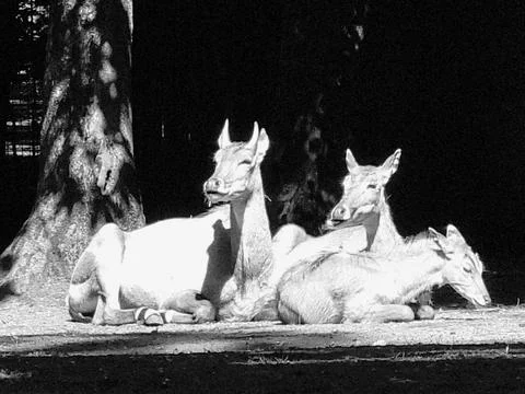 Three antelope resting in dappled sunlight Stock Photos