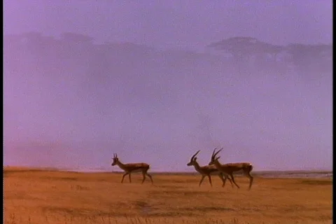 Three antelope walk across open plain. Stock Footage 86752643