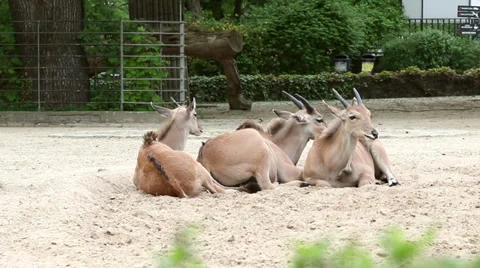 Three antelopes in the zoo Stock Footage 37704493