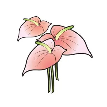 Three anthurium flower Stock Illustration