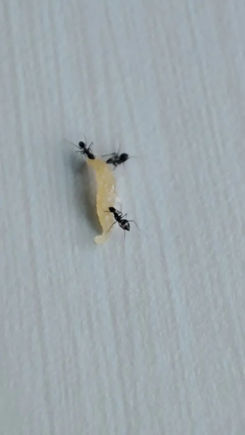 THREE ANTS ARE EATING SUGAR Stock Footage 293575251