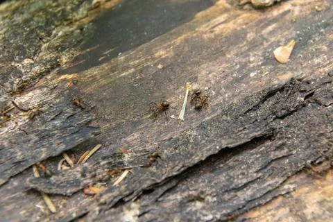 Three ants are walking along a lying tree, two to the left and one to the right Stock Photos