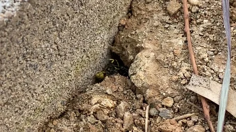 Three Ants drag a live wasp into a hole close up Stock Footage 248710702