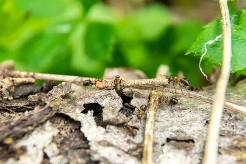 Three ants drag a twig over an obstacle, selective focus Stock Photos