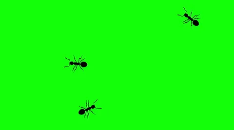 Three ants on green screen, CG animated silhouettes, seamless loop Stock Footage 65000389
