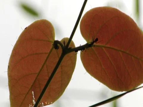 Three Ants On a Plant in the Amazon Jungle Rainforest Stock Footage 113355650