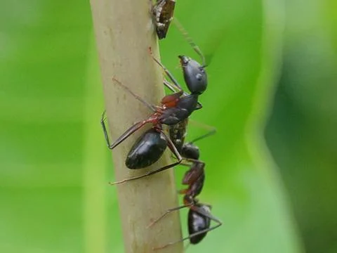 Three ants on a tree branch. 스톡 사진
