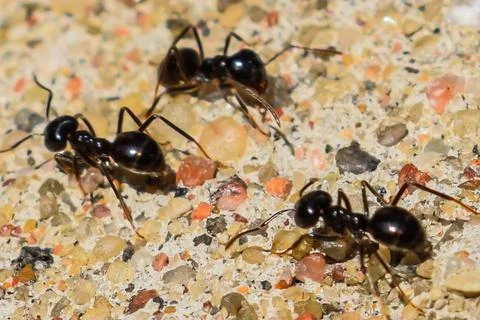 Three Ants Working on Sandy Soil Stock Photos