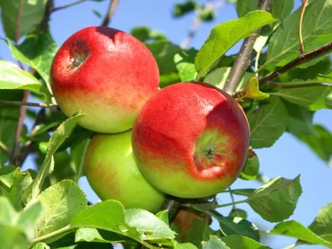 Three apple Stock Photos