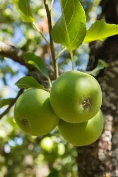 Three Apple on Tree Stock Photos