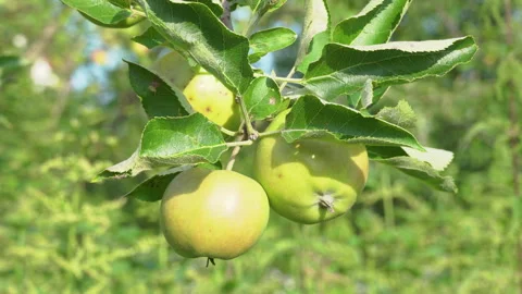 Three apples on a branch Stock Footage 250083282