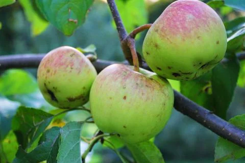 Three apples on a branch with a leaf Stock Photos