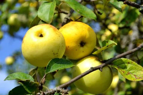 Three apples on a branch. 写真素材