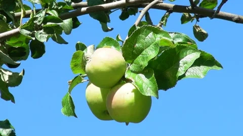 Three apples Stock Footage 7774950