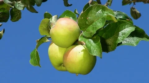 Three apples Stock Footage 7775261