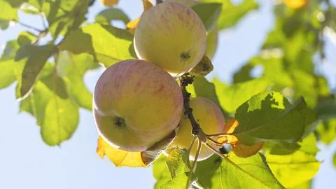 Three apples hanging from a tree Stock Photos