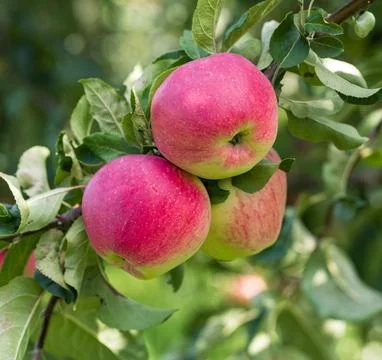 Three apples hanging from a tree Stock Photos