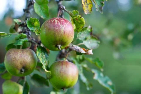 Three apples with leaves isolated on the white. Stock Photos