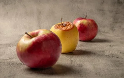 Three apples on a neutral background, with one wrinkled and decaying fruit Stock-Fotos