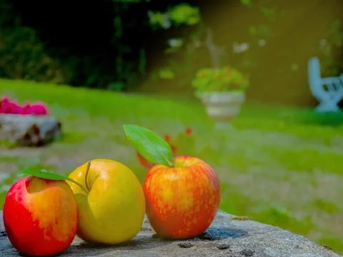 Three apples on a stone table in the summer garden in the rays of the sun. Stock Photos