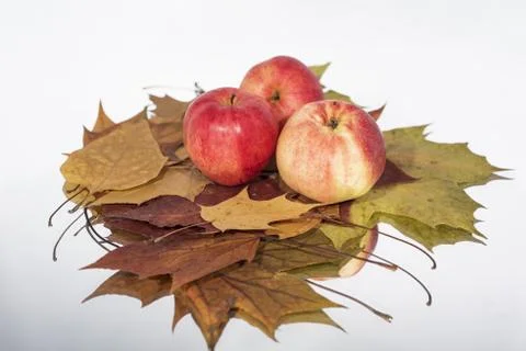 Three apples on table with reflection. Autumn abstract photo Stock Photos