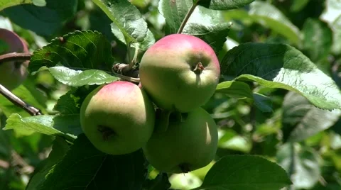 Three apples on the tree Stock Footage 52317141