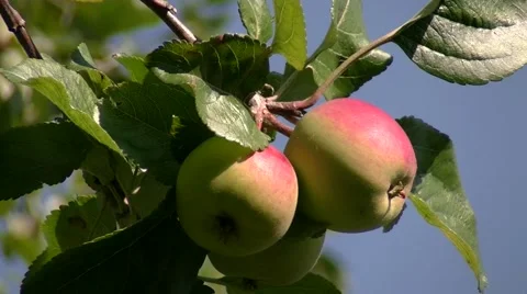 Three apples on the tree Video stock 52317646