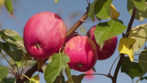Three Apples in a Tree Stock Footage 270996022