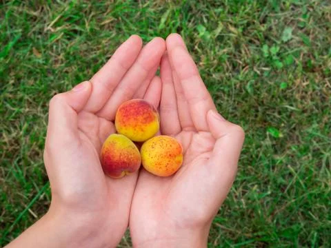 Three apricots on palms on grass background Stock Photos