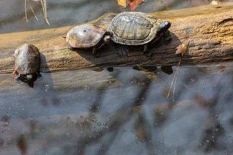 Three Aquatic Turtles Bask On Log Submerged In Georgia Lake Stock Photos