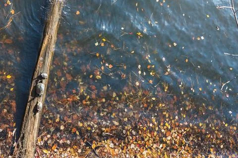 Three Aquatic Turtles Bask On Partially Submerged  Log In Lake Fotos de archivo