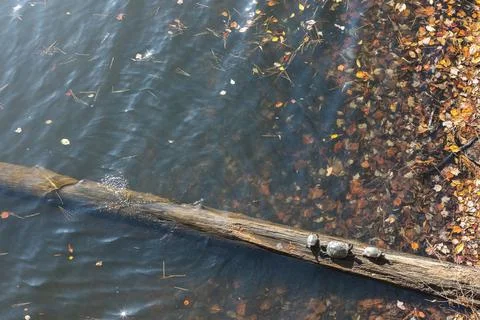 Three Aquatic Turtles Bask On Partially Submerged Log In Lake Stock-Fotos