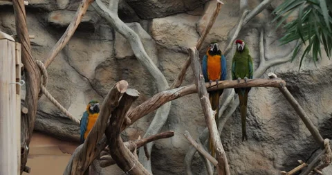 Three Ara Parrots Perched on Dry Branches Against Rocky Background Vídeos de archivo 240434468