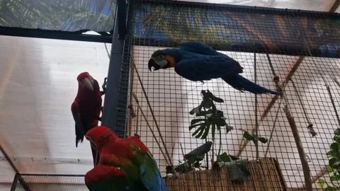 Three Ara parrots squabbling with beaks, spreading wings Stock Footage 313131216