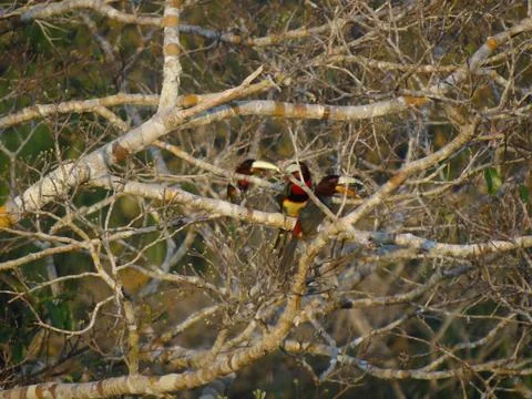 Three aracaris in a tree in the rainforest Stock Photos