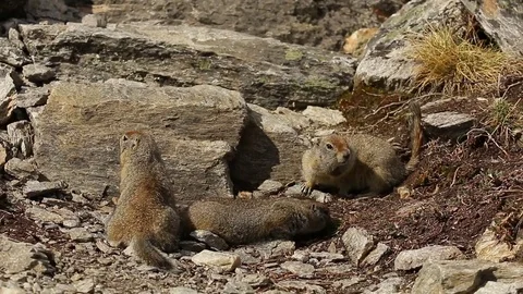 Three Arctic Ground Squirrels feeding Stock Footage 79104489