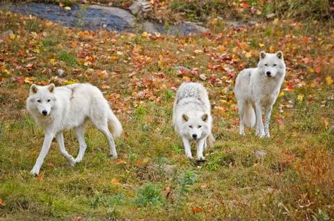 Three arctic wolves in autumn. Stock Photos