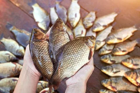 Three are fresh caught river fishes in hands. . Caught carp fish on wood Stock Photos