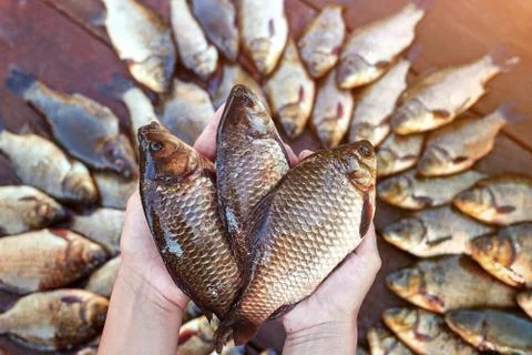 Three are fresh caught river fishes in hands. . Caught carp fish on wood Stock Photos