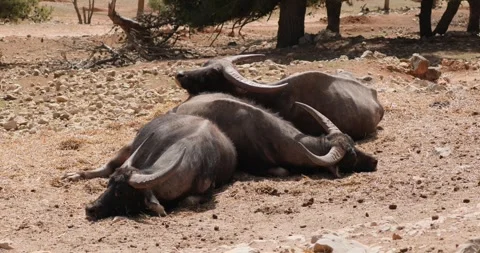 Three Asian water buffalo lying on top of each other, slow motion 120 fps Stock Footage 251725544