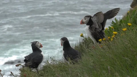 Three Atlantic Puffins on a Grassy Cliff in Iceland with One Flapping Wings Stock Footage 339763777