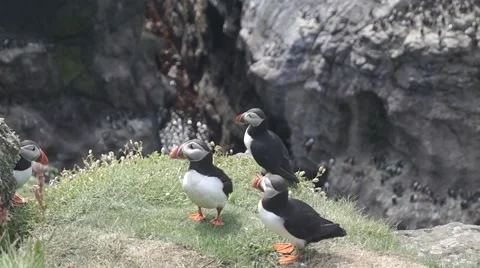 Three Atlantic puffins standing at the edge of the cliff 動画素材 67848849