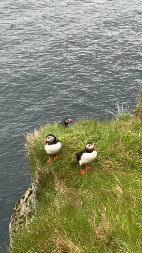 Three Atlantic puffins standing together on a grassy cliff overlooking the ocean Stock Footage 333961325