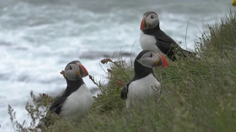 Three Atlantic Puffins Standing Together on a Grassy Cliffside in Iceland 库存影片 339750877