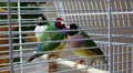 Three Australian Amadines in cage HD Footage