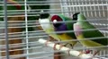 Three Australian Amadines HD Footage